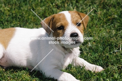 Jack Russell Terrier puppy