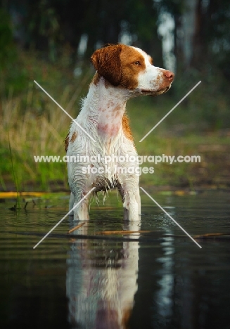 alert Brittany Spaniel standing in water