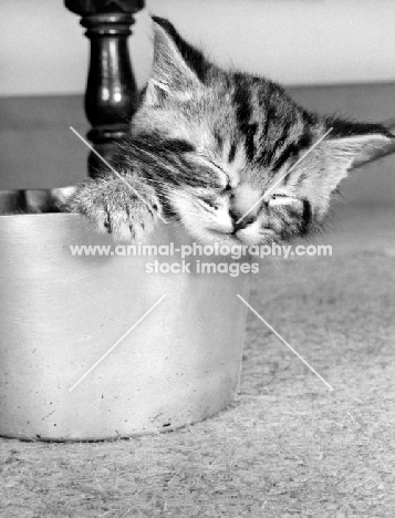 kitten sleeping in pan