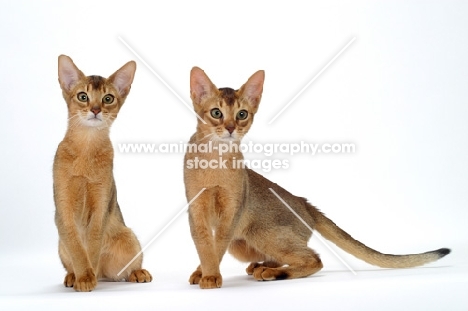 two 4 month old Abyssinian cats