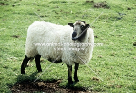 badger faced sheep at cotswold farm park