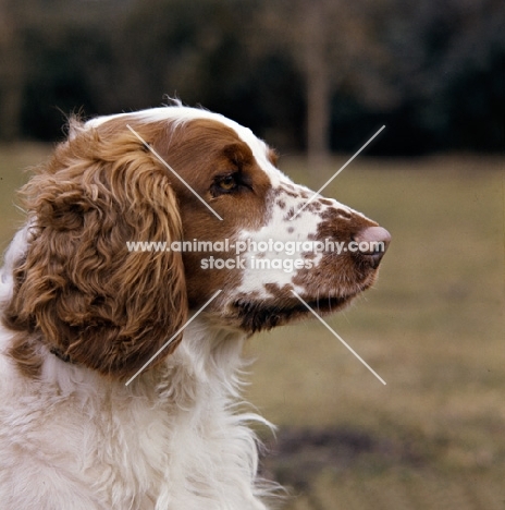  sh ch deri darrell of linkhill,   welsh springer spaniel, head study, 