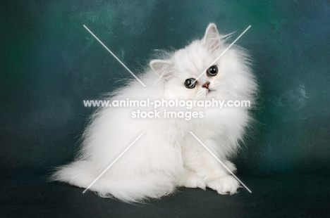 cute chinchilla kitten