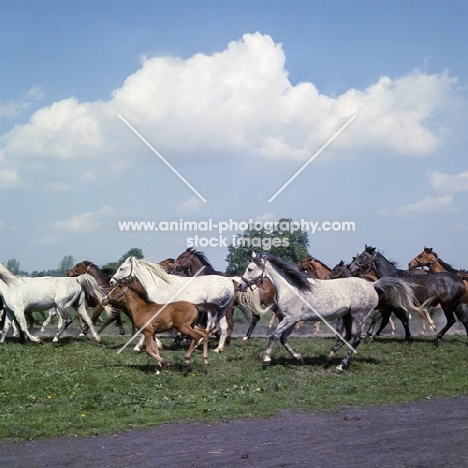 herd of Polish Arab mares and foals running