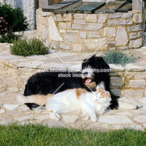 dog and cat lying together