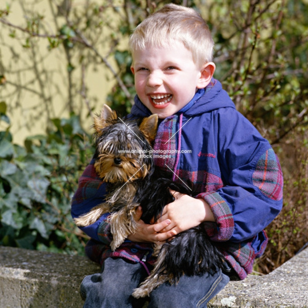 yorkie on boy's lap