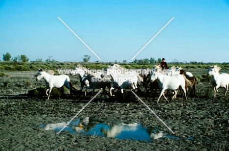 camargue ponies running together