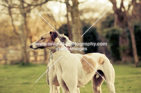 Lurchers together