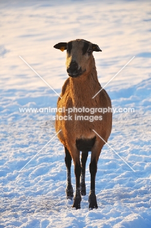 Barbados Blackbelly in winter