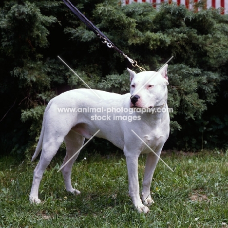 dogo argentino standing on grass on leash
