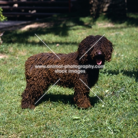 spanish water dog standing on grass, antonio carvajal tinoco