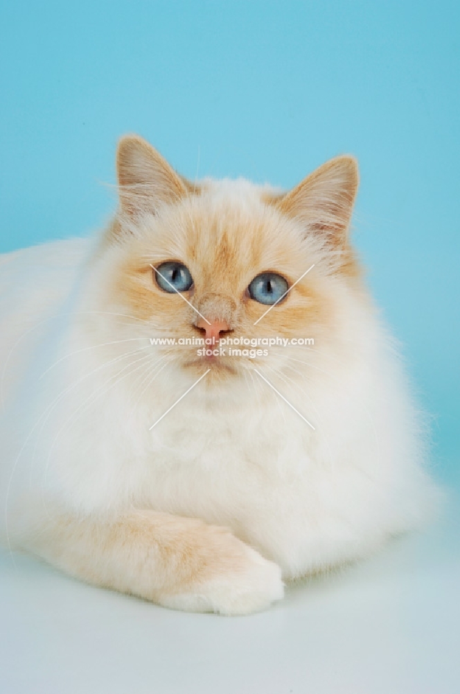 cream point birman cat, looking at camera