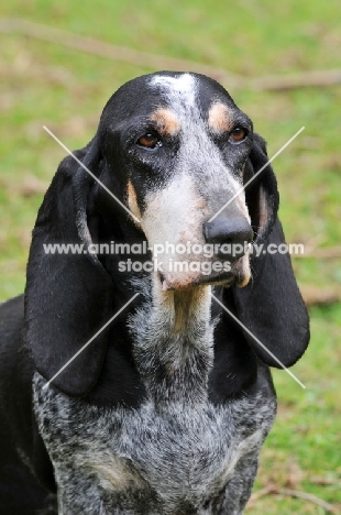 Basset Bleu de Gascogne portrait