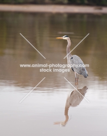 blue Heron