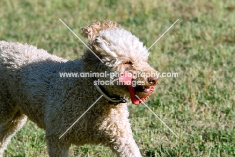 poodle running with toy