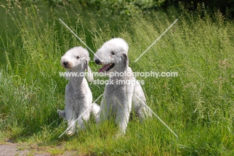 Bedlington Terrier pair