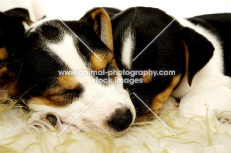 Sleeping Jack Russell puppies