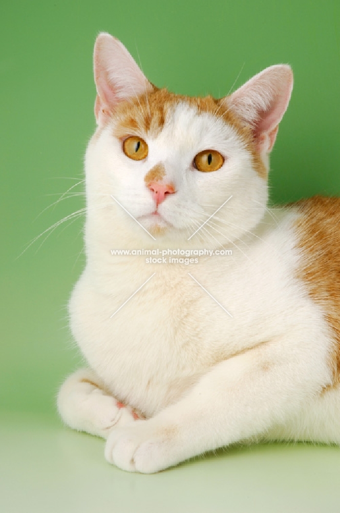 ginger and white cat portrait