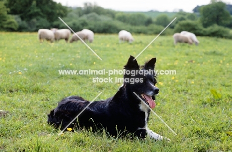 border collie with sheep in background