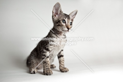 peterbald kitten sitting, will loose fur over time