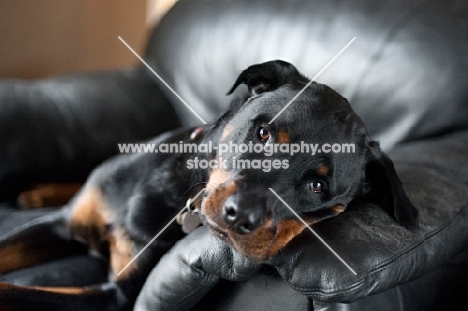rottweiler resting head on couch