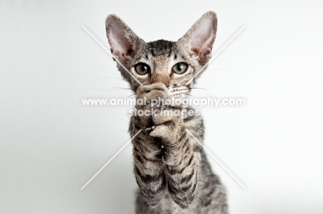 peterbald cat begging, will loose fur over time