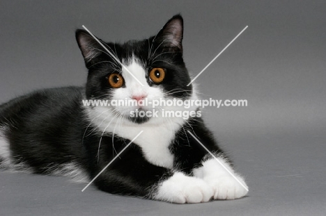 black and white Manx cat lying down in studio