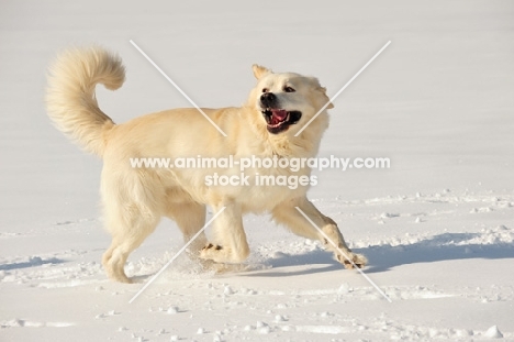 happy Polish Tatra Sheepdog (aka Owczarek Podhalanski) 