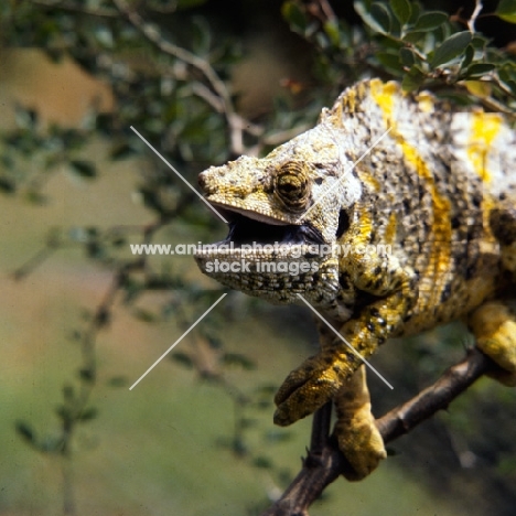 chameleon looking in admiration in uganda, yellow and grey in this photograph
