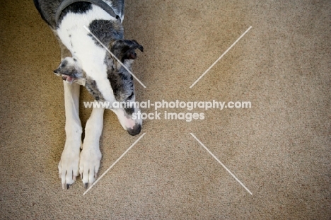 Great Dane lying down, resting head.