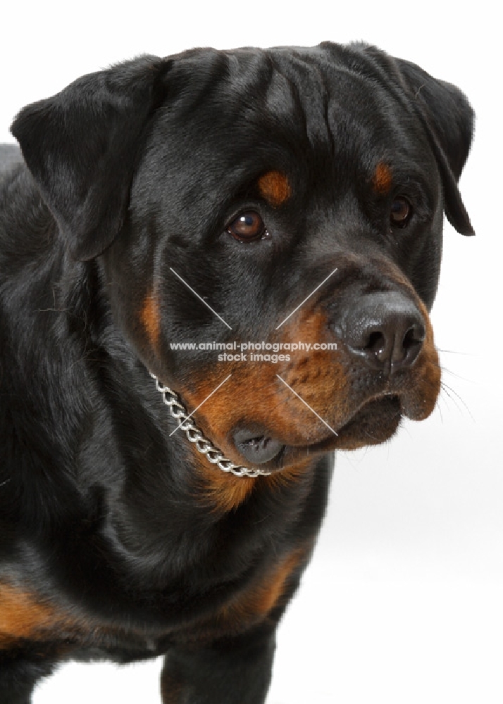Australian Champion Rottweiler portrait
