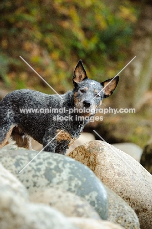 blue Australian Cattle Dog amongst rocks