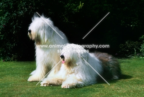 two old english sheepdogs, undocked 