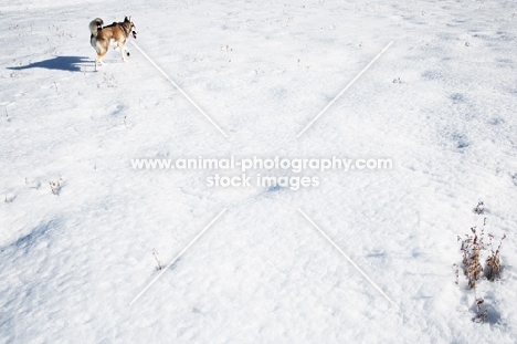 Husky walking through snowy field