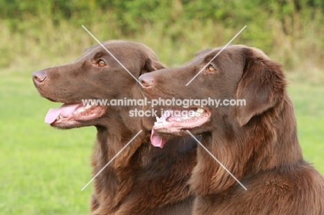 two brown Flat Coated Retrievers