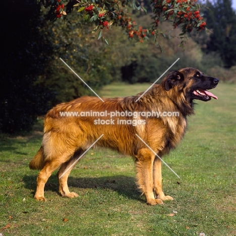 estrela mountain dog standing on grass