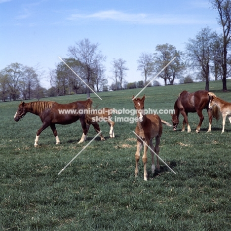 group of American Saddlebred mares with foals in kentucky, usa