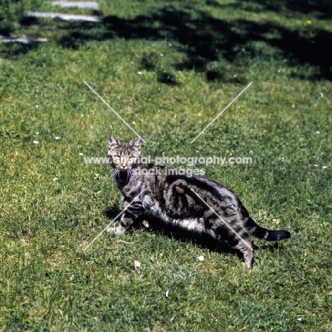 ch swedish freyois of kandahar, brown tabby short hair cat