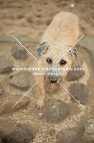 Lurcher on rocks