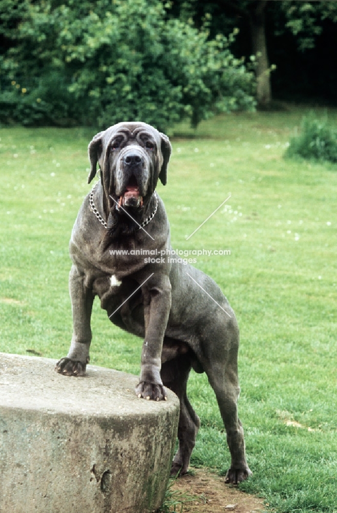 neapolitan mastiff standing up on log