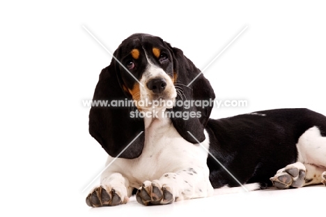 Basset Hound cross Spaniel puppy lying down isolated on a white background