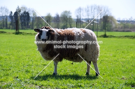 bonte Texel sheep, ewe side view