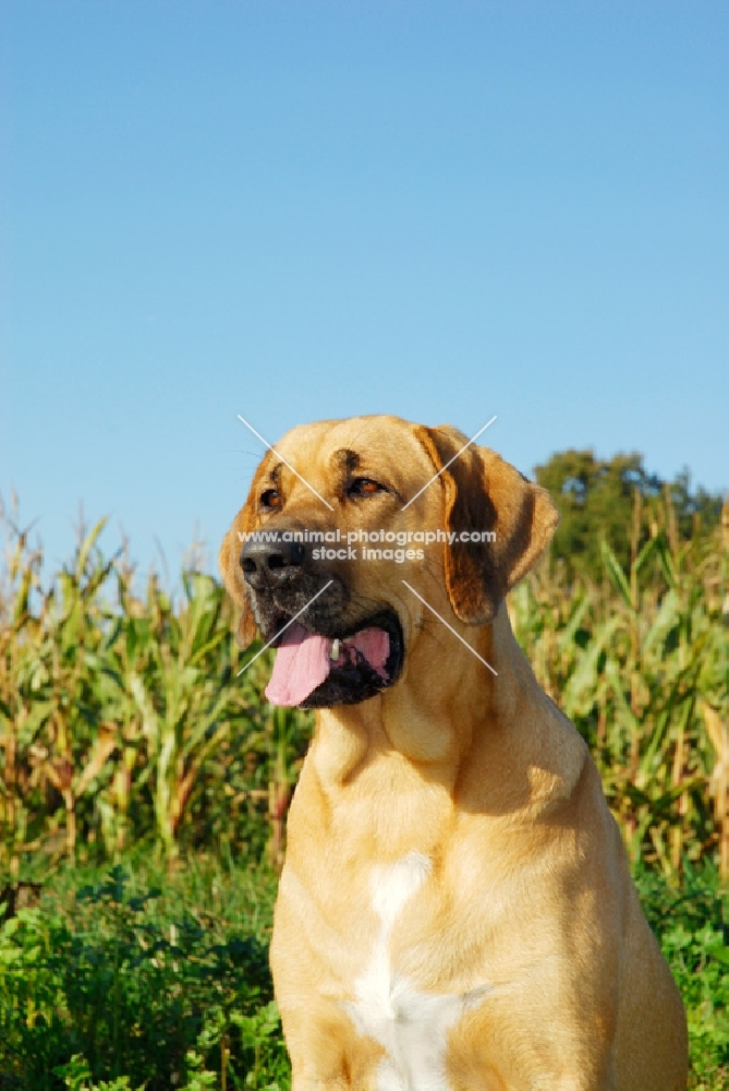 broholmer majestic dog from Denmark