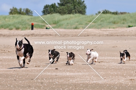 Bull Terrier puppies running after mum