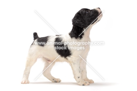 Brittany puppy on white background, side view