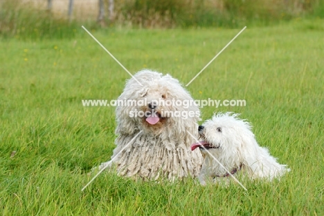 champion puli dog with young bitch