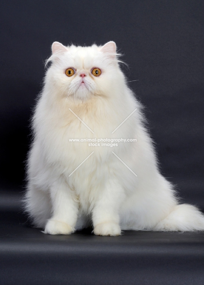 Red Silver Chinchilla coloured Persian Cat sitting