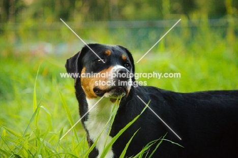 Great Swiss Mountain Dog