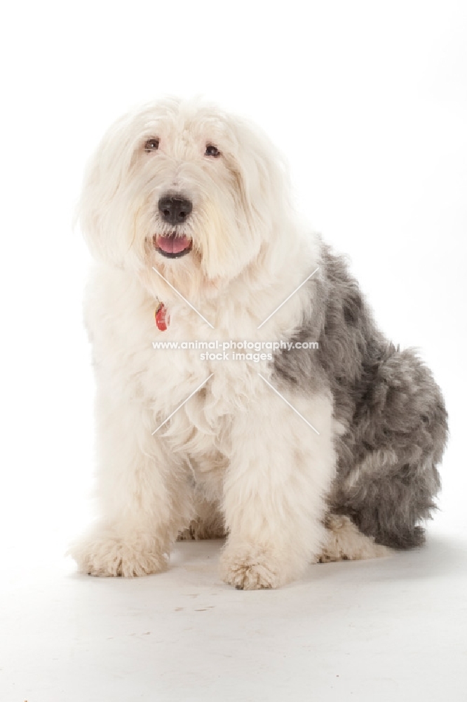 Old English Sheepdog on white background