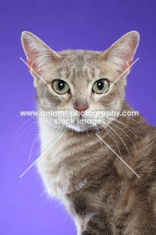 Australian Mist cat on periwinkle background, looking at camera
